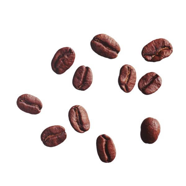 Coffea Canephora